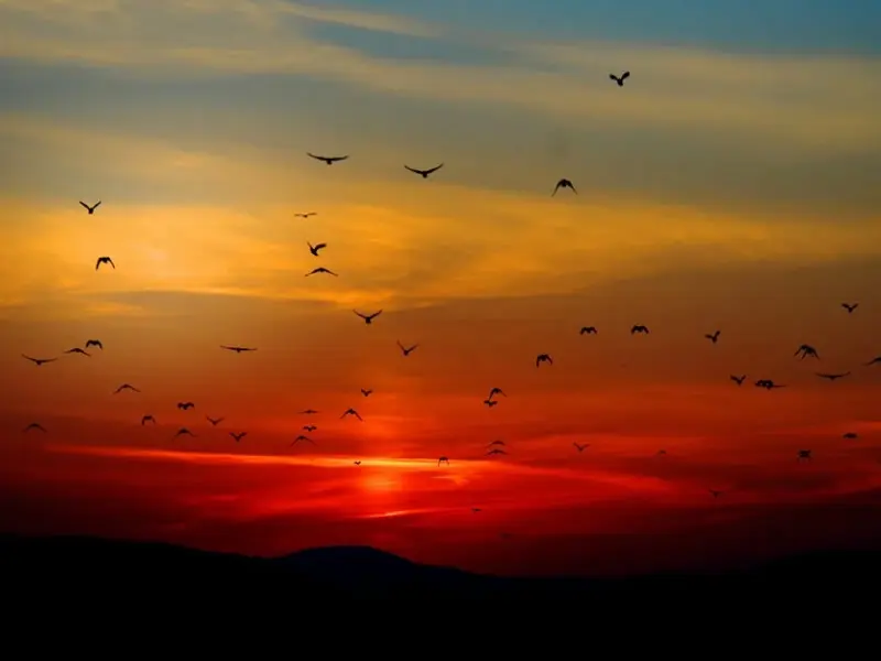 Sunset en Caló des Moro en el LLAÜT - 3 Horas - Imagen 6